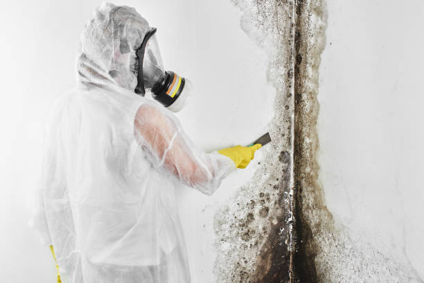 Trusted Bowling Green, VA Mold Prevention & Removal  Experts